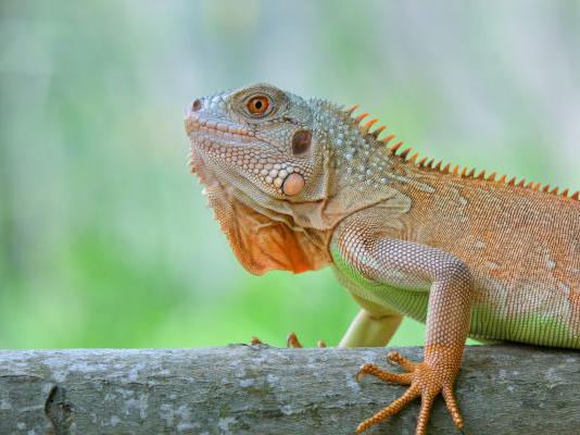 Green iguana FAQs
