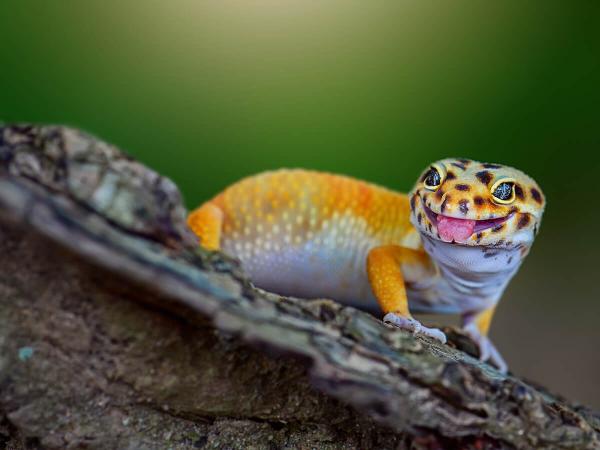 Leopard gecko, Eublepharis macularius, care sheet