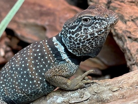 Desert collared lizard, Crotaphytus collaris, care sheet