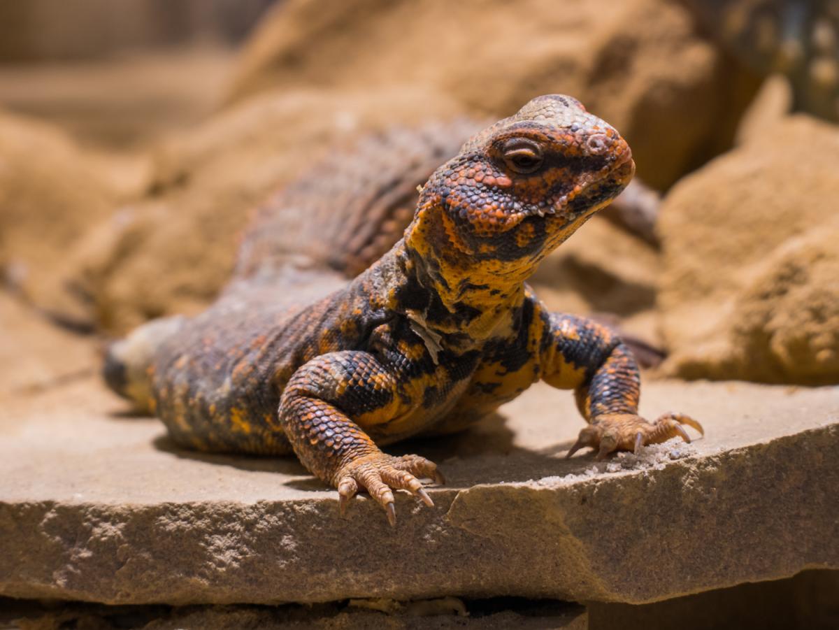 Uromastyx, Uromastyx sp., care sheet