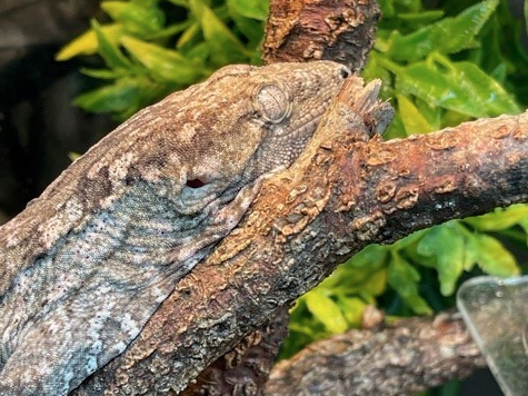 Leachianus gecko, Rhacodactylus leachianus, care sheet