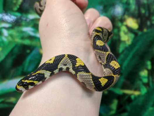 Mandarin rat snake, Euprepiophis mandarinus, care sheet