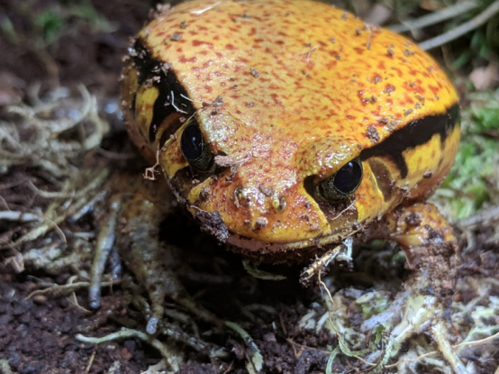 Tomato frog, Dyscophus antongilii, care sheet
