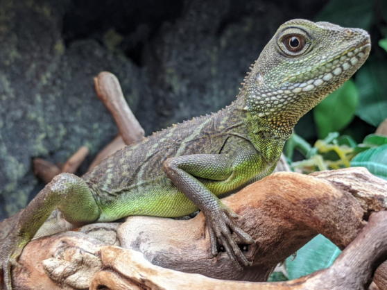Chinese water dragon, Physignathus cocincinus, care sheet