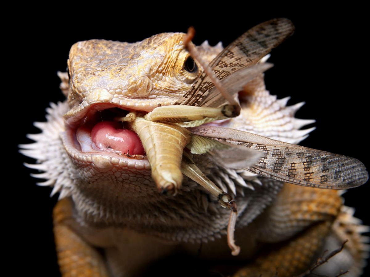 Why is my Bearded dragon not eating?