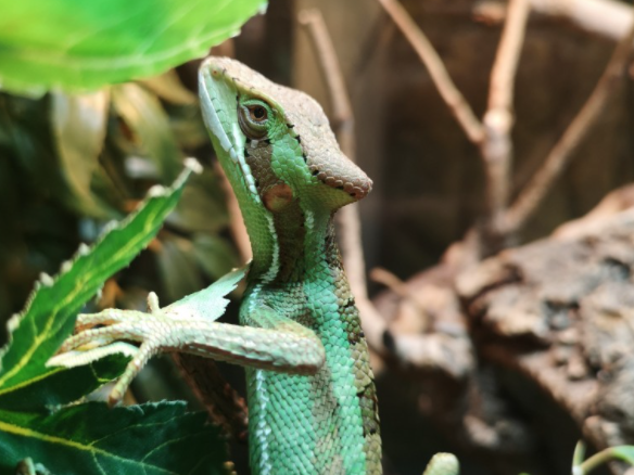 Casque head iguana, Laemanctus serratus, care sheet