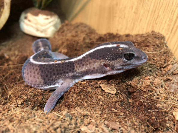 African fat tail gecko, Hemitheconyx caudicinctus, care sheet