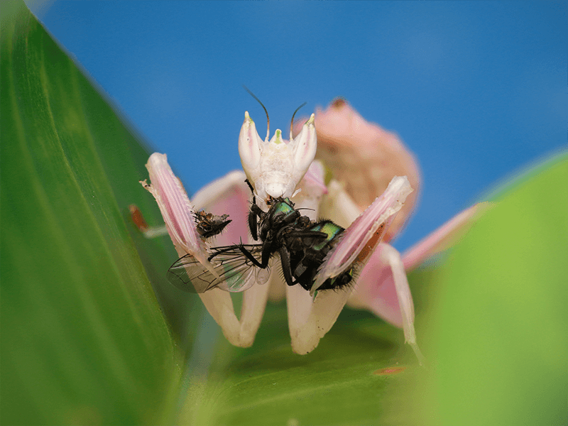 Orchid mantis, Hymenopus coronatus, care sheet