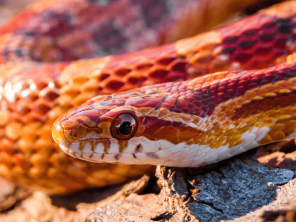 Are reptiles good pets?