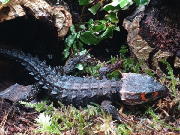 Red eye crocodile skink, Tribolonotus gracilis, care sheet