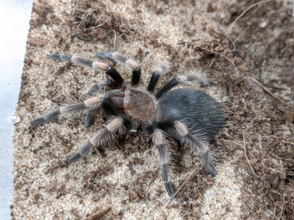 Red knee tarantula, Brachypelma hamorii, care sheet