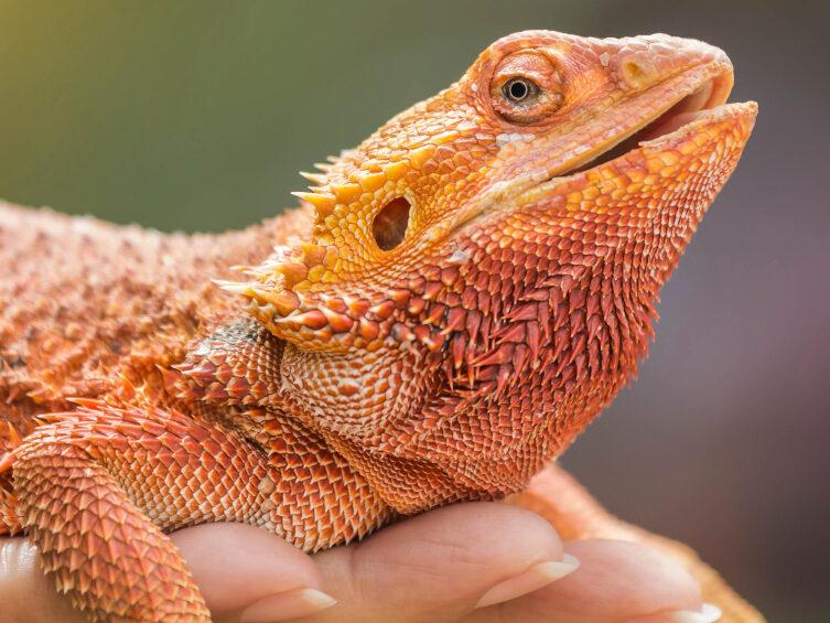 How to handle a Bearded dragon