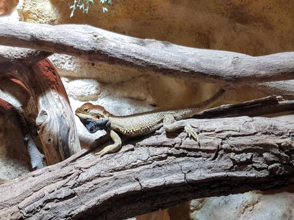 Creating the ideal Bearded dragon setup