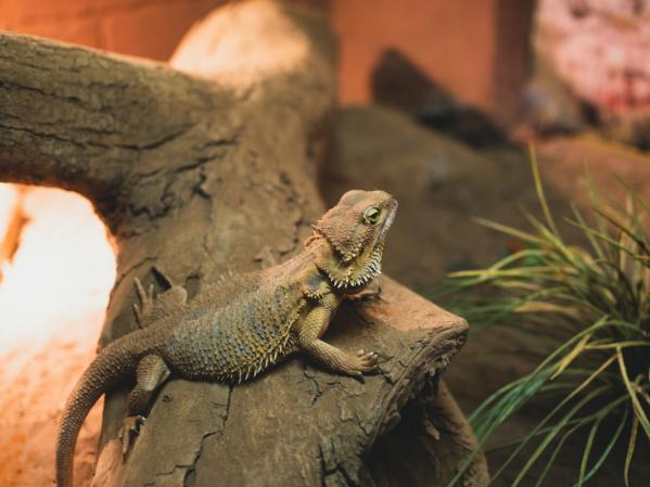 How to select a Bearded dragon starter kit