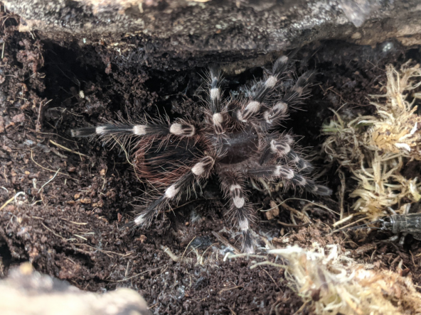 Giant white knee tarantula, Acanthoscurria geniculata, care sheet