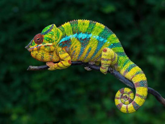 Panther chameleon, Furcifer pardalis, care sheet