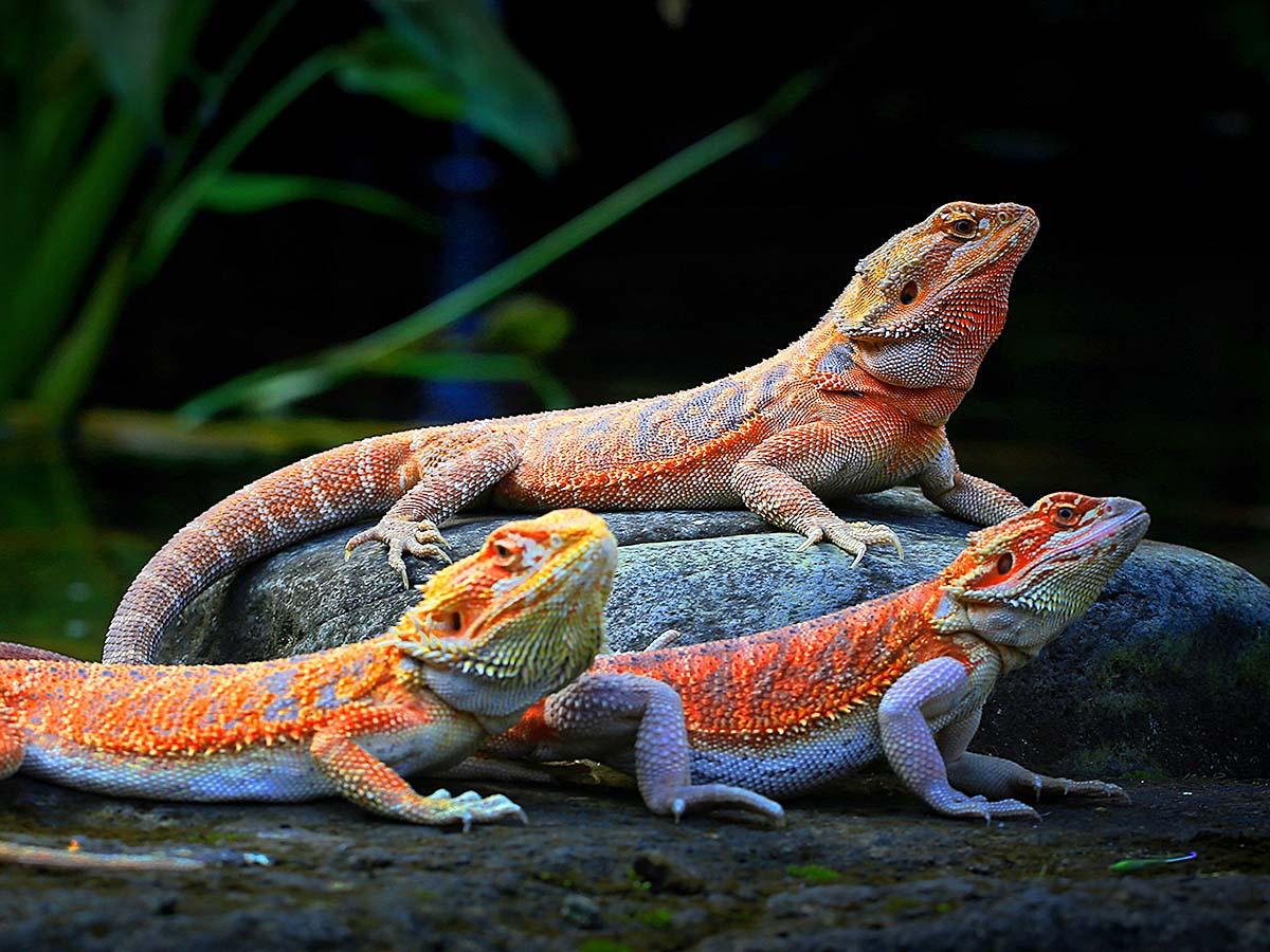 Bearded dragon, Pogona vitticeps, care sheet