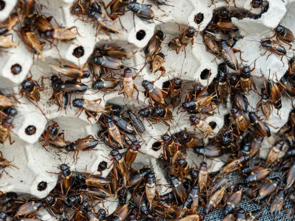 Taking care of your reptile livefood