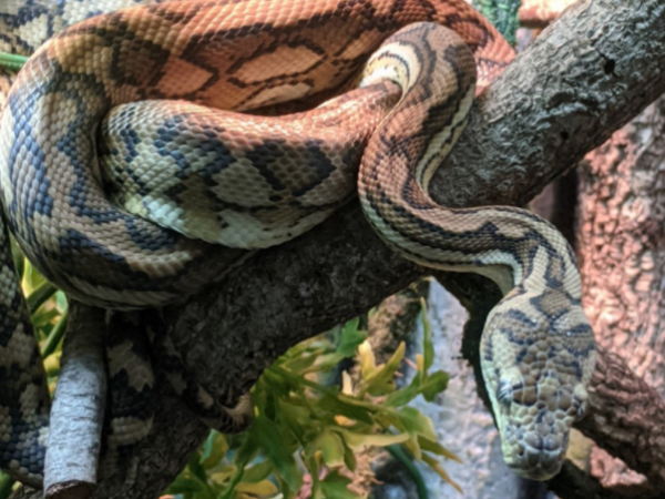 Guide to handling defensive snakes