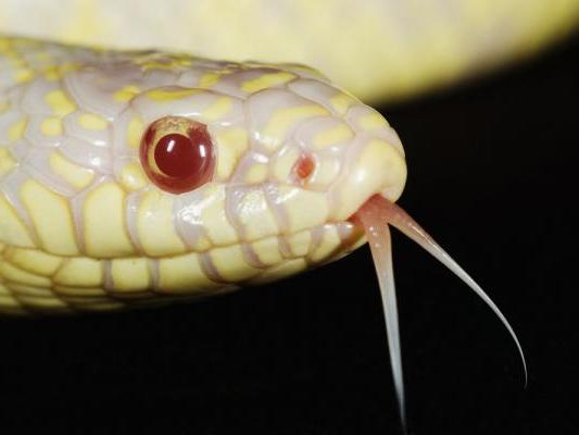 King snake FAQs