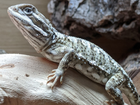 Rankin's dragon - the beardie's brother