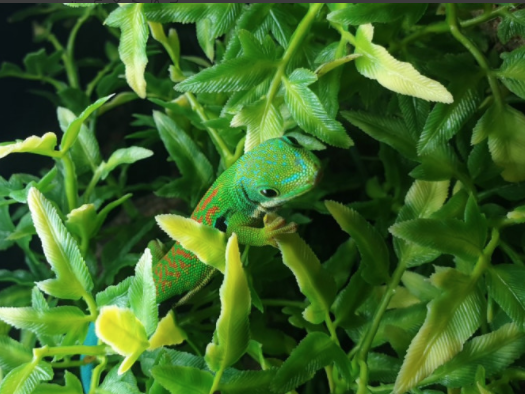 Peacock day gecko, Phelsuma quadriocellata, care sheet