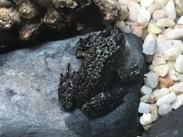 Oriental fire-bellied toad, Bombina orientalis, care sheet
