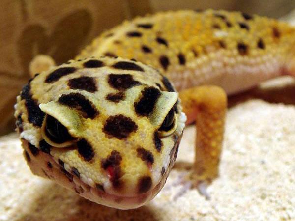 Leopard gecko care: how to get started
