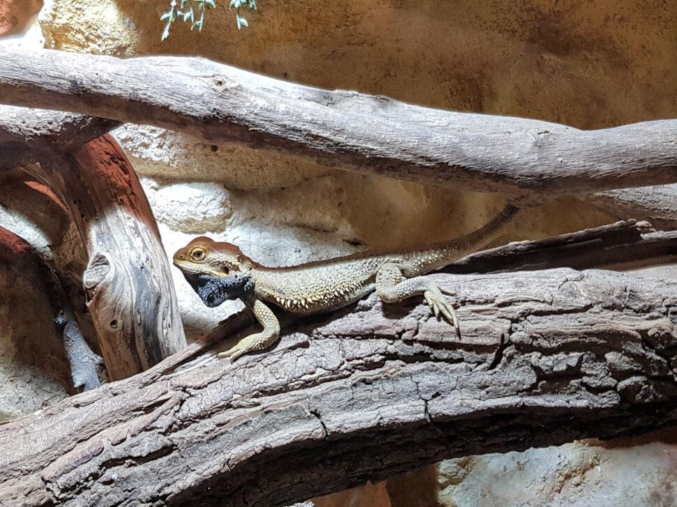 Creating the ideal Bearded dragon setup