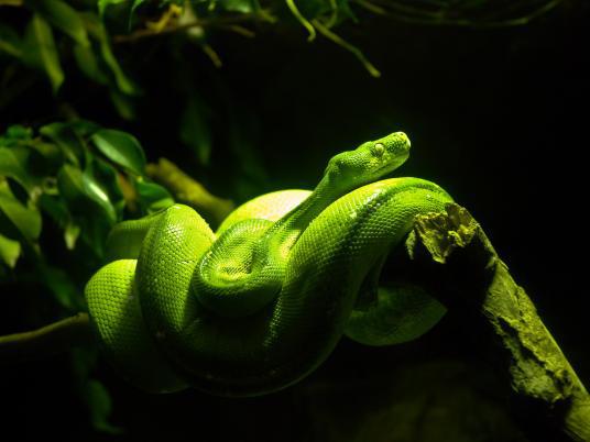 UVB lighting – part 1 – snakes and nocturnal species