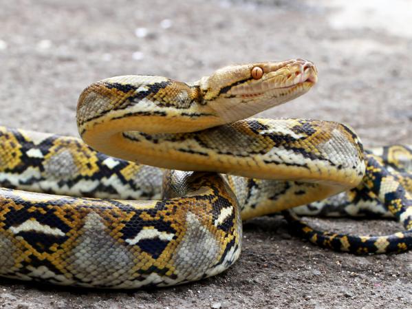 Reticulated python, Malayopython reticulatus, care sheet
