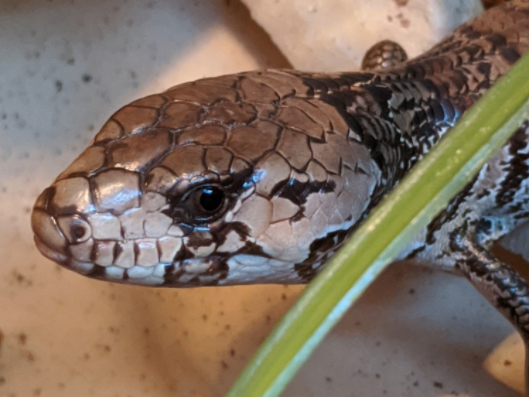 Pink tongue skink, Cyclodomorphus gerrardii, care sheet