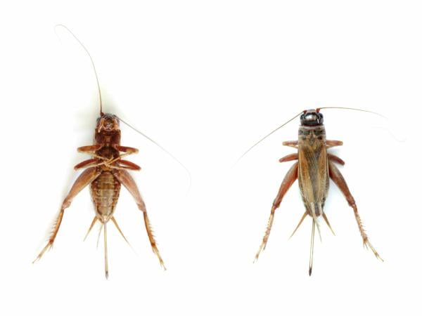 How to revive dormant livefoods