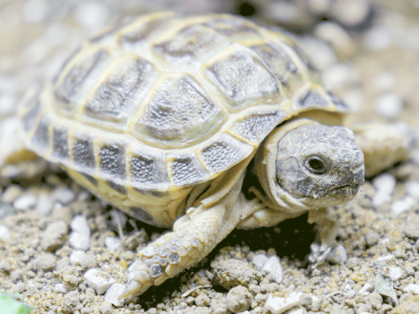 Horsfield tortoise, Agrionemys horsfieldii, care sheet