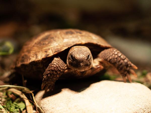 Tortoise table lighting - what equipment do I need?