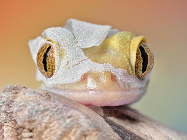 How to help your reptile out of a tough shed