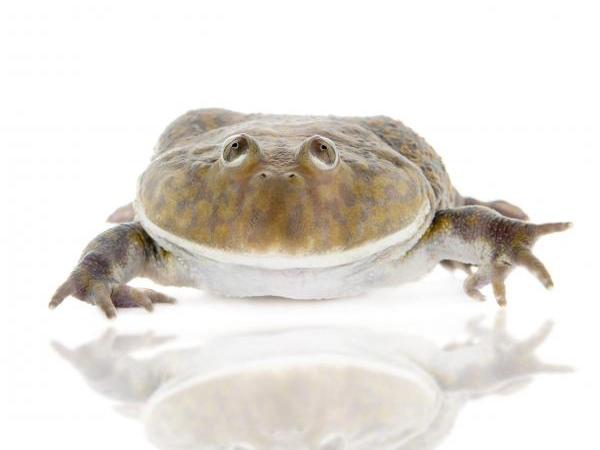 Budgett's frog, Lepidobatrachus laevis, care sheet