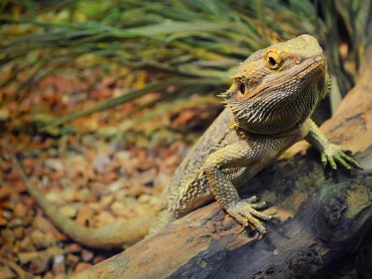 Bearded dragon brumation explained