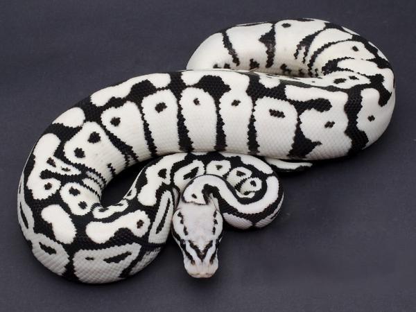New stormtrooper Ball python created