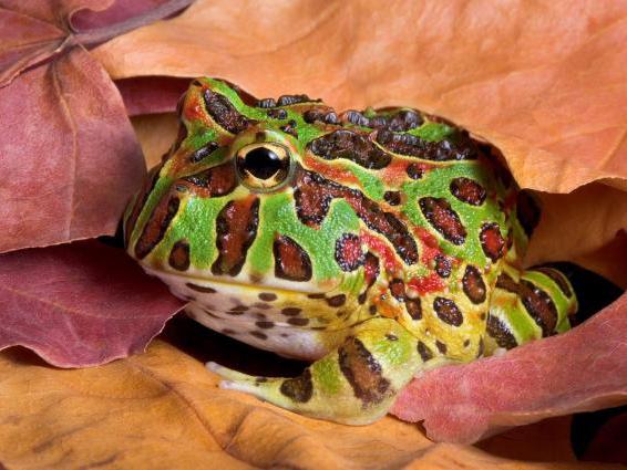 Pacman frog, Ceratophrys sp., care sheet