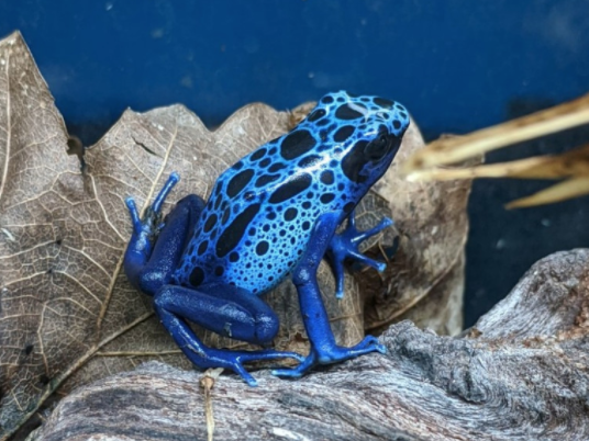 Blue azureus dart frog, Dendrobates tinctoruis azureus, care sheet