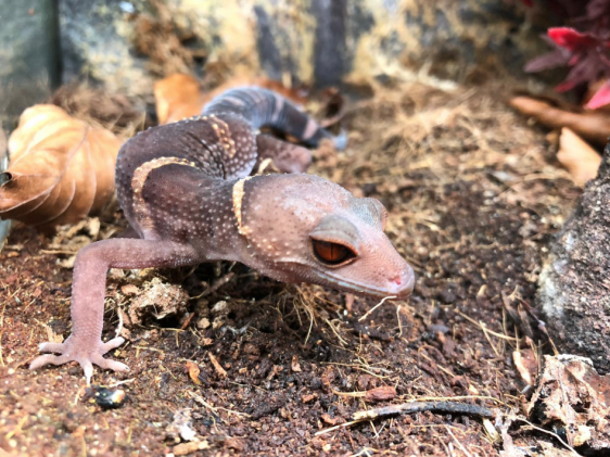 Hainan cave gecko, Goniurosaurus hainanensis, care sheet