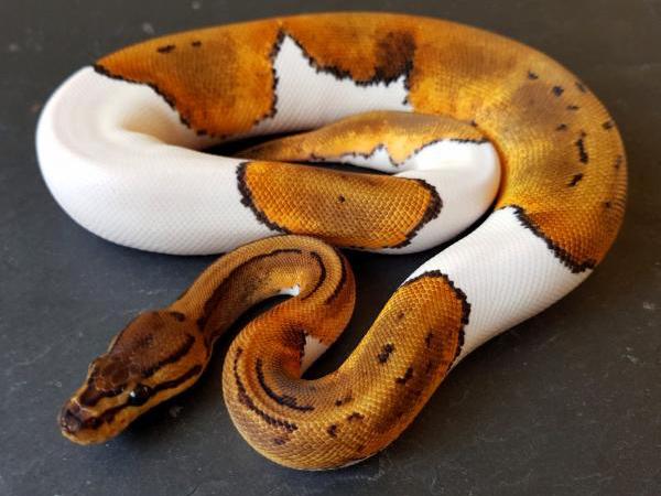 How long can a snake live with a respiratory tract infection?