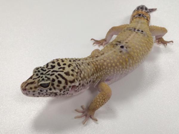 Leopard gecko, Eublepharis macularius, heating guide