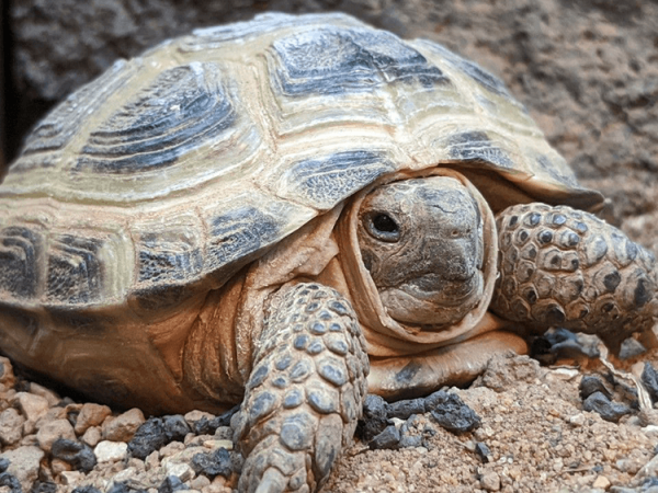 Tortoise hibernation guide