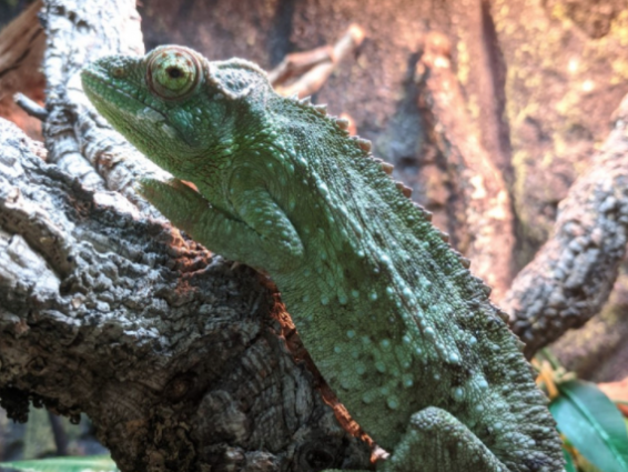 Jackson’s chameleon, Trioceros jacksonii, care sheet