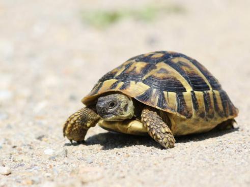 European tortoise setups – what equipment do I need and what goes where?