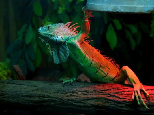 How much UV lighting do reptiles need?