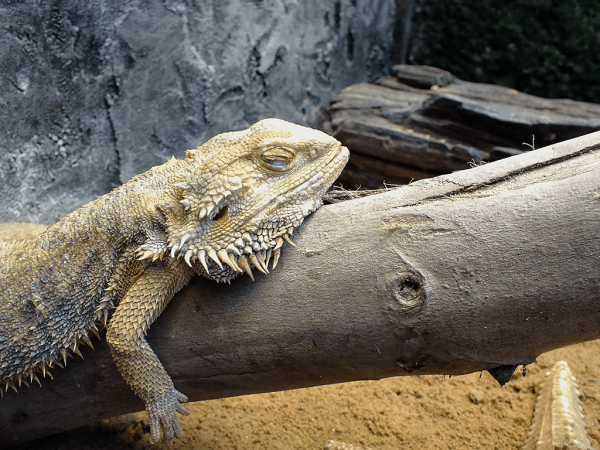 Reptile Brumation: What Is It And How Do I Prepare?