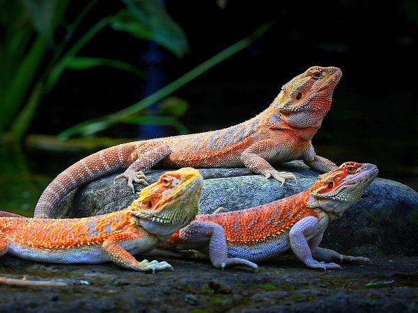 Bearded dragon, Pogona vitticeps, care sheet